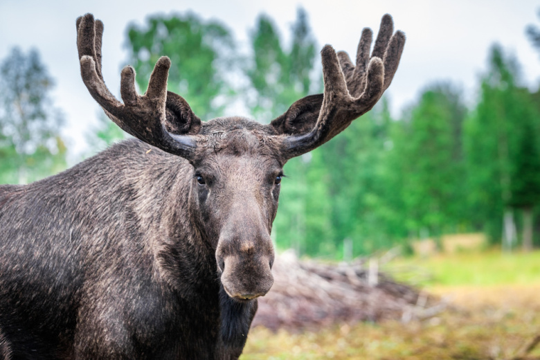 Охота на лося на реву в Хабаровском крае: руководство на 2025 год