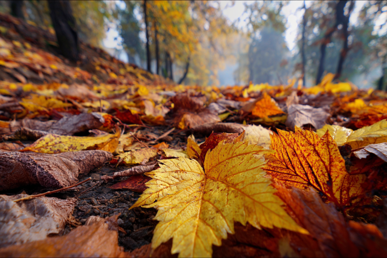 Что делать с опавшей листвой: превращаем осенний мусор в золото для сада