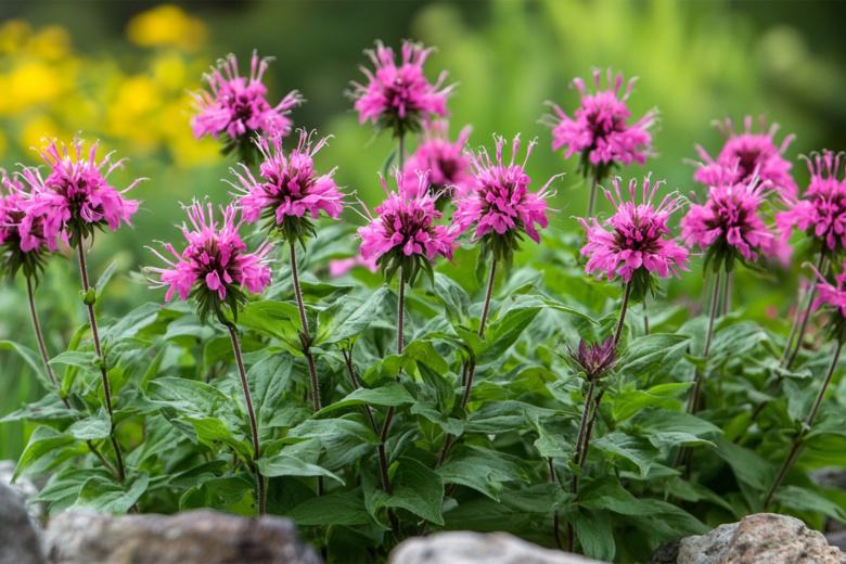 Неприхотливая красавица: этот многолетник полезен для здоровья и экосистемы