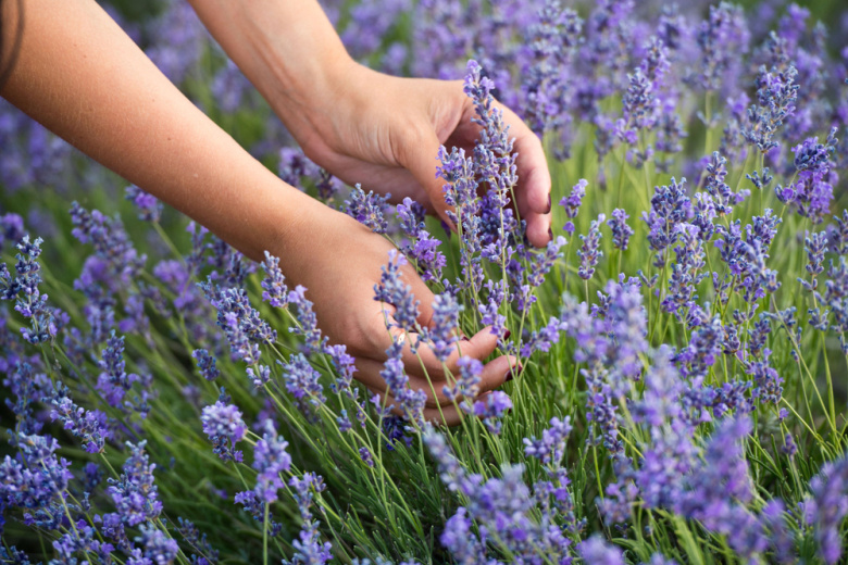 Средиземноморское благоухание у вас дома: этот многолетник покоряет сердца