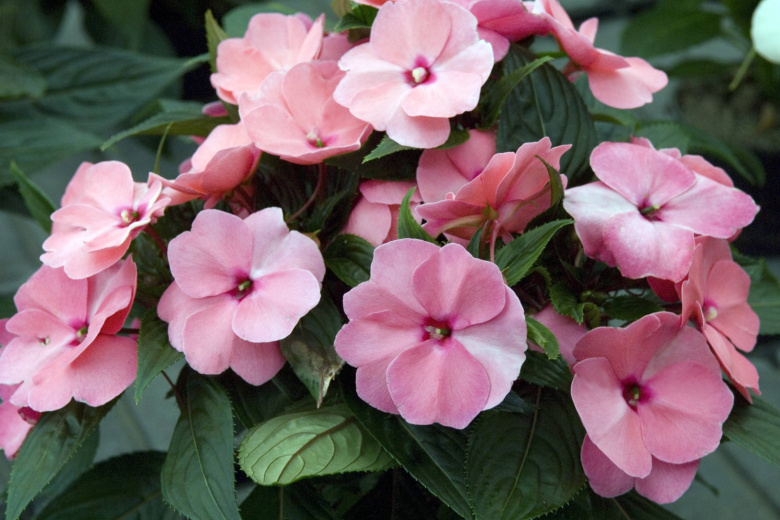 Забудьте о петуниях! Посадите эти многолетники: цветут годами без ухода